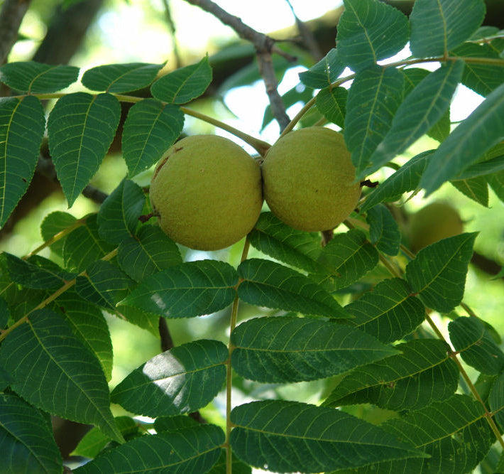 Black Walnut (Juglans nigra) - 3 gallon 2' WHIP