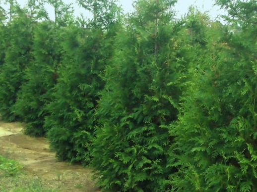 Thuja Junior Giant (Thuja x 'Junior Giant') - 3 gallon 24"