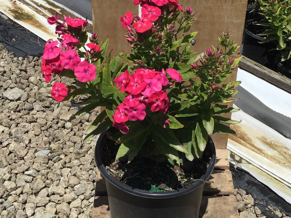 Flame® Pro Cerise Garden Phlox (Phlox paniculata 'Flame Pro Cerise') - 1 gallon