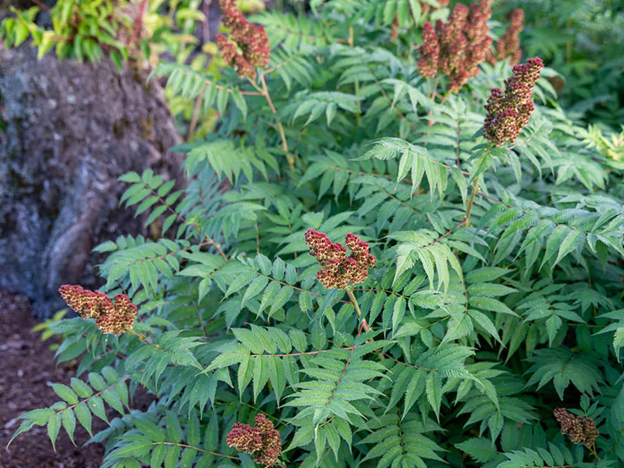 Cherry On Top® Sorbaria (Sorbaria 'Cherry On Top') - 2 gallon