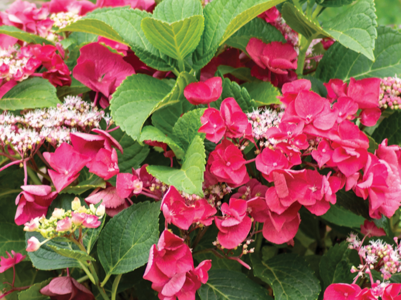 Cherry Explosion™ Hydrangea (Hydrangea macrophylla 'Cherry Explosion') - 2 gallon