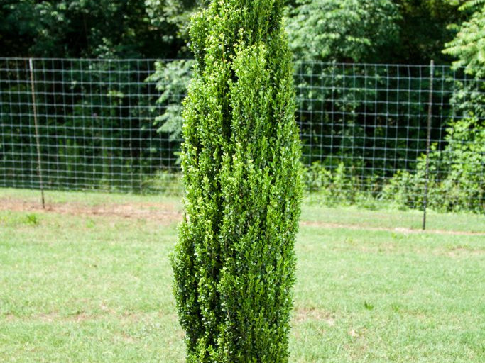 Straight & Narrow® Japanese Holly (Ilex crenata 'Straight And Narrow') - 3 gallon
