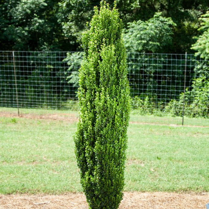 Straight & Narrow® Japanese Holly (Ilex crenata 'Straight And Narrow') - 3 gallon