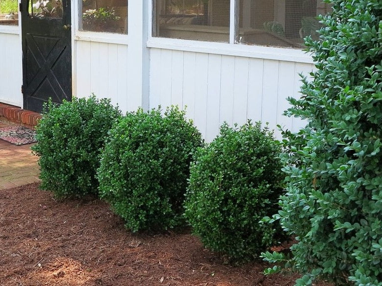 NewGen Freedom® Boxwood (Buxus newgen 'Freedom') - 1 gallon 8"