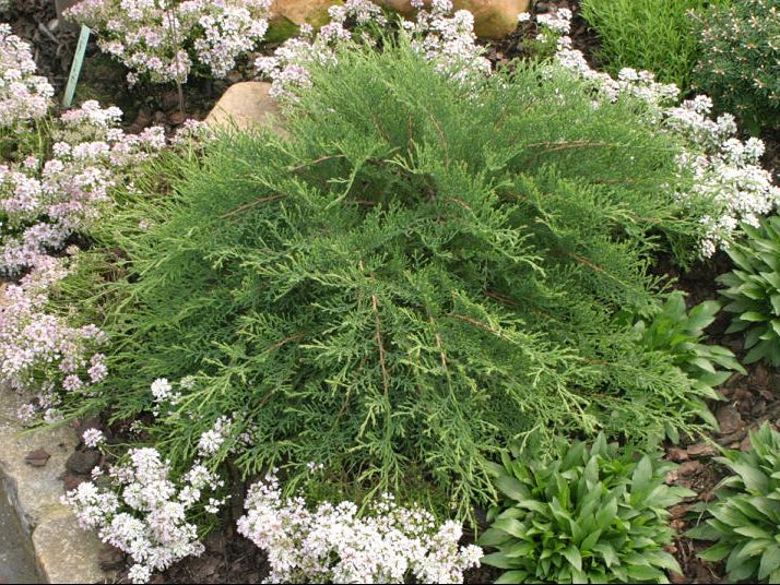 Celtic Pride® Siberian Cypress (Microbiota D 'Celtic Pride') - 1 gallon
