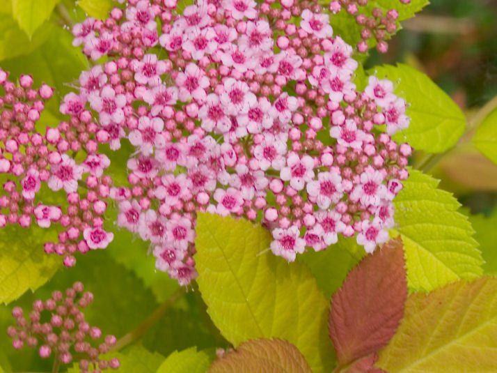 Double Play Big Bang® Spirea (Spiraea japonica 'Tracy') - 1 gallon