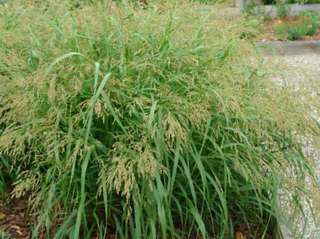 Cape Breeze Switchgrass (Panicum 'Pa Cape Breeze') - 2 gallon