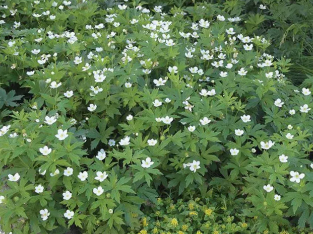 Canada anemone (Anemone canadensis) - 1 gallon