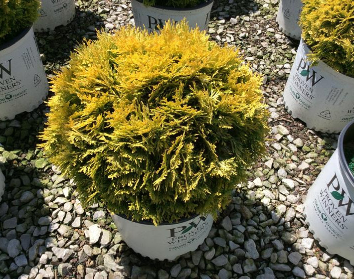 Anna's Magic Ball® Arborvitae (Thuja occidentalis 'Annas Magic Ball') - 2 gallon