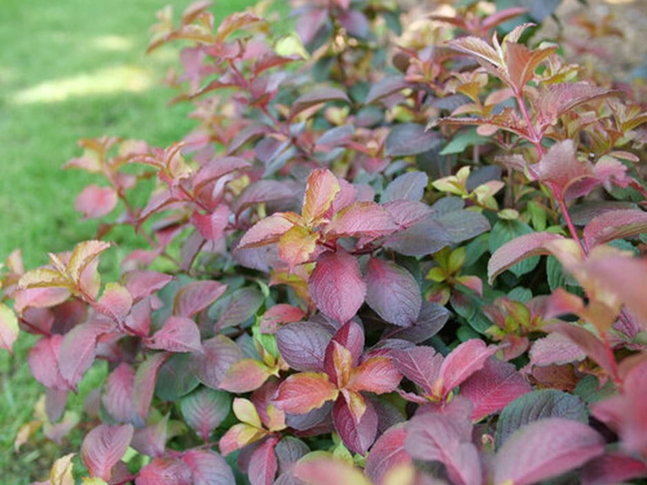 Midnight Sun™ Reblooming Weigela (Weigela midnight 'Sun') - 3 gallon 12"