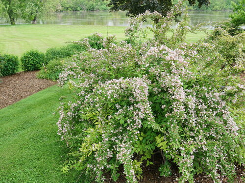 Jolene Jolene® Beautybush (Kolkwitzia 'Jolene Jolene') - 3 gallon 15"