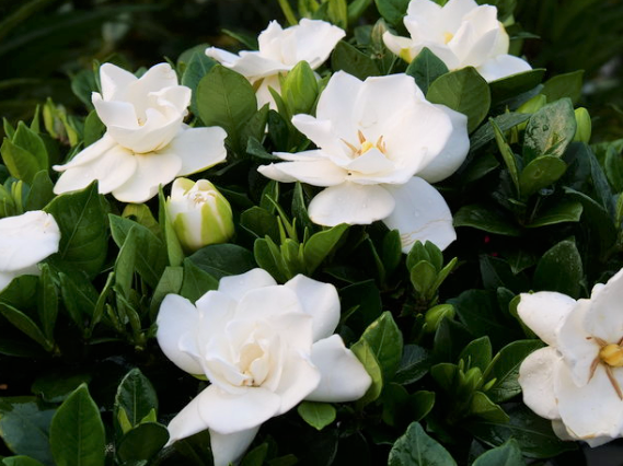 Steady as She Goes® (Gardenia steady 'As She Goes') - 1 gallon