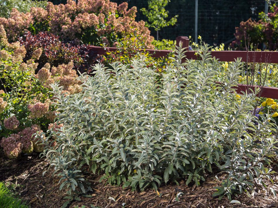 Iceberg Alley® Sageleaf Willow (Salix 'C Iceberg Alley') - 3 gallon