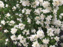 Pearls of Perfume™ Mock Orange (Philadelphus pearls 'Of Perfume') - 3 gallon