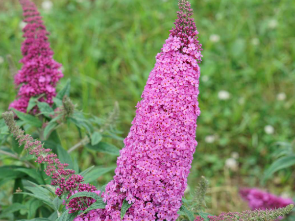 Pugster Pinker® Butterfly Bush (Buddleia 'Pugster Pinker') - 2 gallon