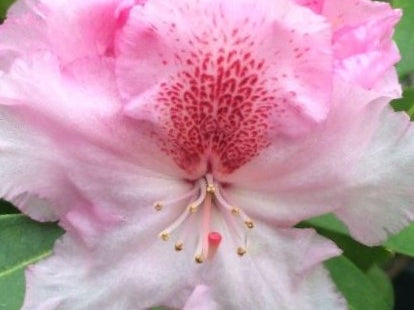 Holden’s™ Pink Flare Rhododendron (Rhododendron 'Holdens Pink Flare') - 3 gallon 15"