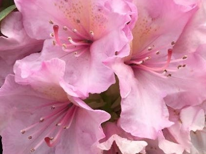 Holden’s™ Pink Rhododendron (Rhododendron 'Holdens Pink') - 3 gallon 15"