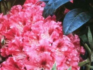 Holden’s™ Fuchsia Rhododendron (Rhododendron 'Holdens Fuchsia') - 3 gallon 15"