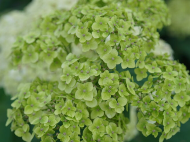 Invincibelle Sublime™ Smooth hydrangea (Hydrangea arborescens 'Invincble Sublime') - 3 gallon
