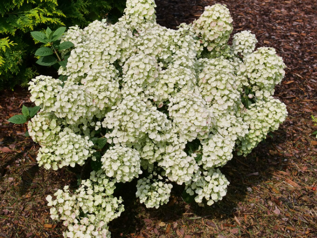 Tiny Quick Fire® Panicle Hydrangea (Hydrangea 'P Tiny Quick Fire') - 2 gallon