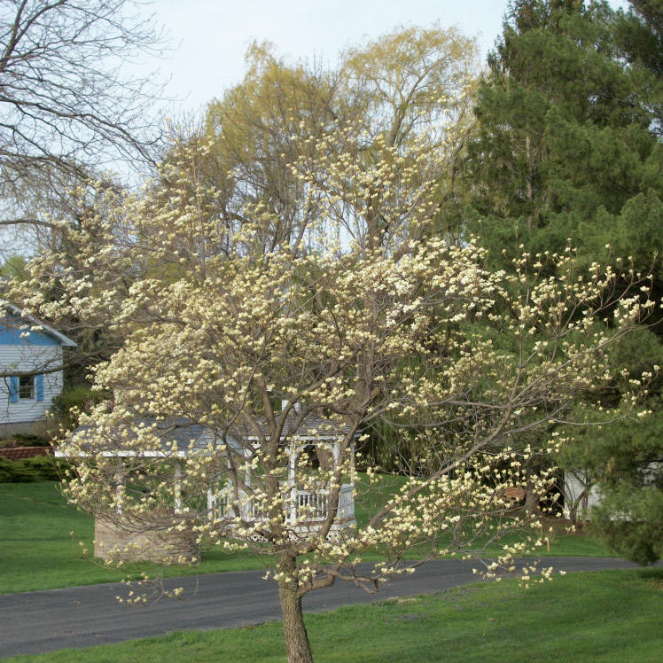 White Flowering Dogwood (Cornus florida) - 3 gallon