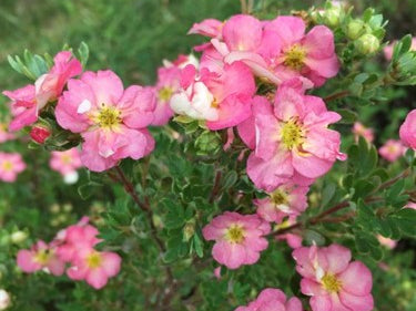 Happy Face Hearts® Potentilla (Potentilla 'Happy Face Hearts') - 2 gallon 12"