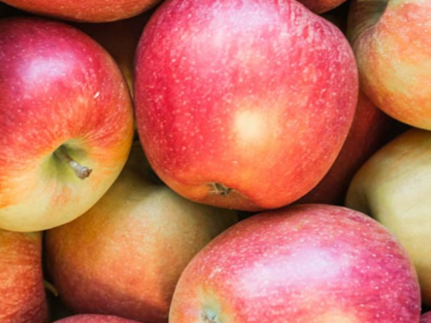 Braeburn Apple (Malus 'Fruit Braeburn') - 2 gallon 36"