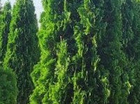 THIN MAN® Arborvitae (Thuja occidentalis 'Thin Man') - 3 gallon 48"