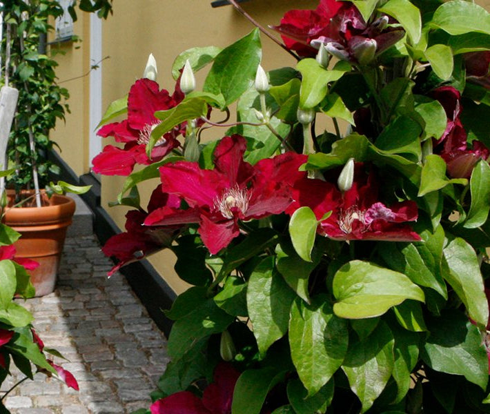 Clematis Jie™ (Clematis 'Jie') - 1 gallon