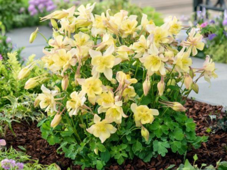 EarlyBird™ Yellow Columbine (Aquilegia 'Earlybird Yellow') - 1 gallon