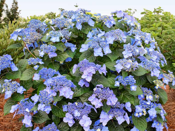 Pop Star® Reblooming Hydrangea (Hydrangea macrophylla 'Pop Star') - 2 gallon