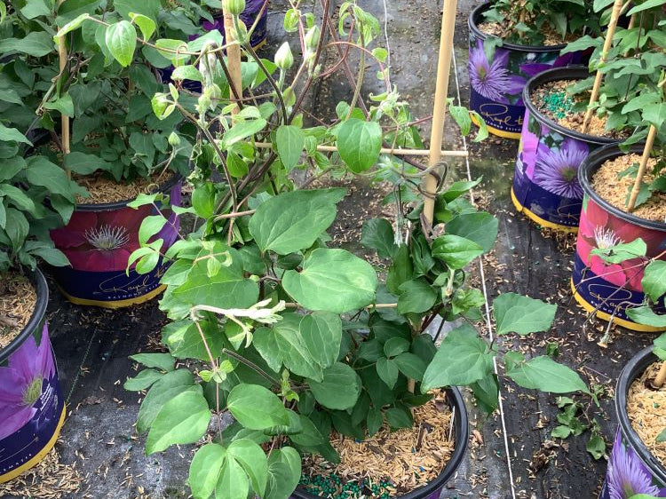 Duchess of Cornwall Clematis (Clematis 'The Duchess Of Cornwall') - 1 gallon
