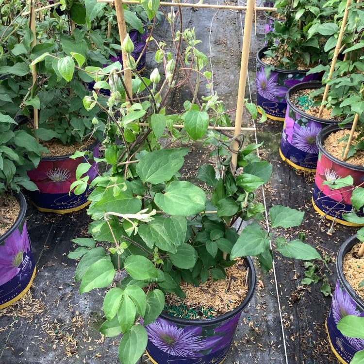 Duchess of Cornwall Clematis (Clematis 'The Duchess Of Cornwall') - 1 gallon
