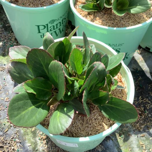 Bergenia Early Brilliance™ Magenta (Bergenia 'Early Brilliance Magenta') - 1 gallon