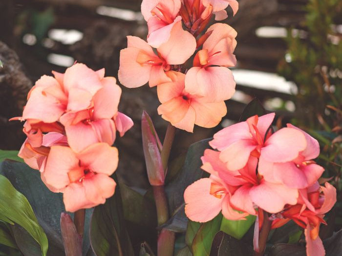 Cannova Bronze Peach Canna (Canna cannova 'Bronze Peach') - 1 gallon
