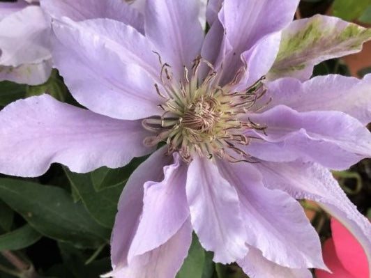 Filigree™ Clematis (Clematis filigree 'Trailing') - half gallon