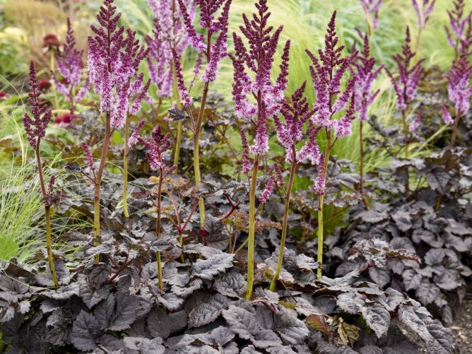Dark Side of the Moon Astilbe (Astilbe 'Dark Side of the Moon') - 1 gallon