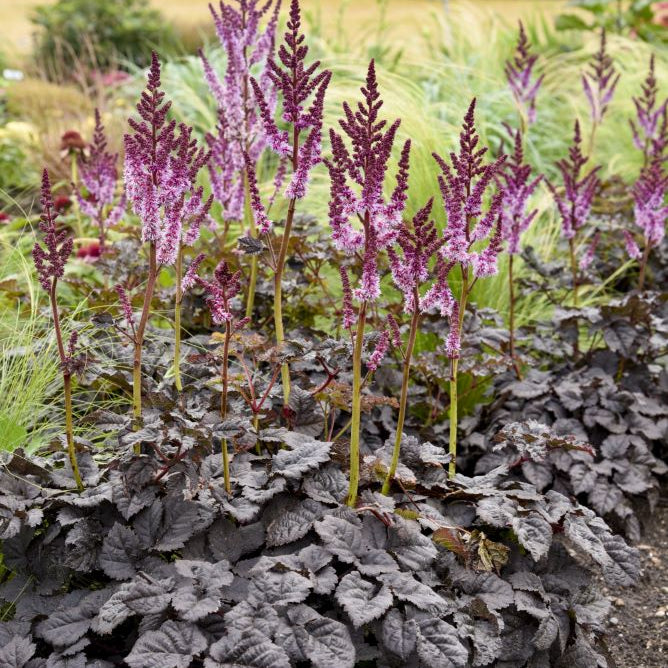Dark Side of the Moon Astilbe (Astilbe 'Dark Side of the Moon') - 1 gallon