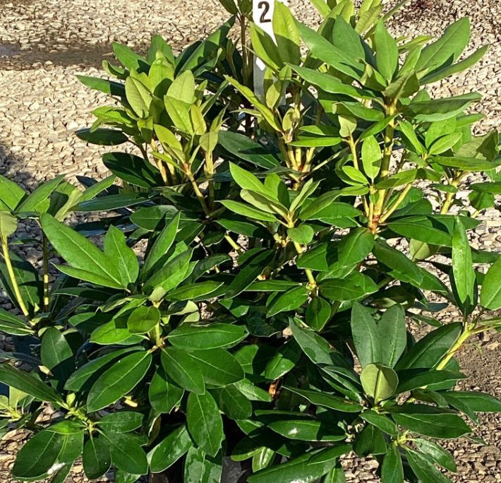 Purpureum Elegans Rhododendron (Rhododendron purpureum 'Elegans') - 3 gallon 15"