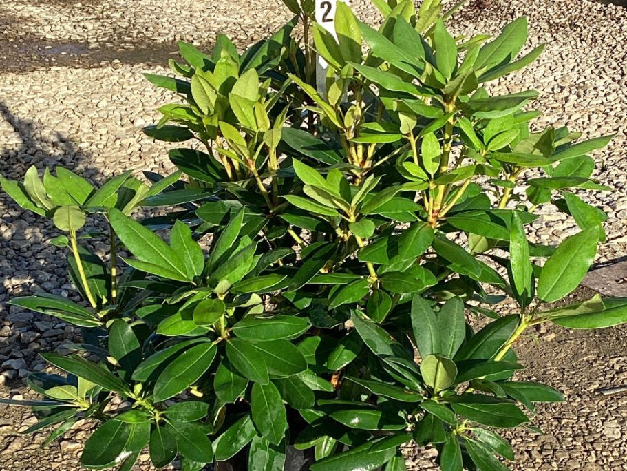 Purpureum Elegans Rhododendron (Rhododendron purpureum 'Elegans') - 3 gallon 15"