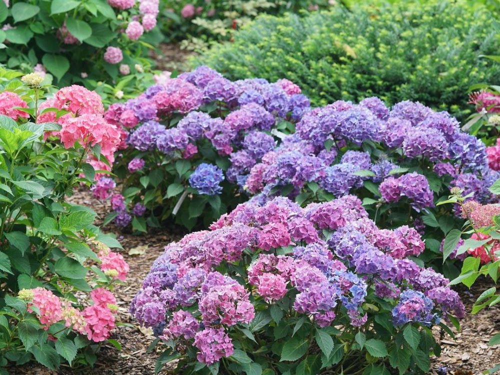 Let's Dance Lovable® Bigleaf Hydrangea (Hydrangea macrophylla 'Lets Dance Lovable') - 3 gallon