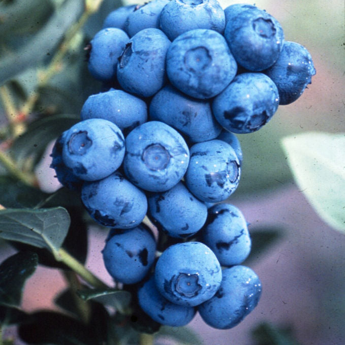 Duke Highbush Blueberry (Vaccinium corymbosum 'Duke') - 2.5 gallon