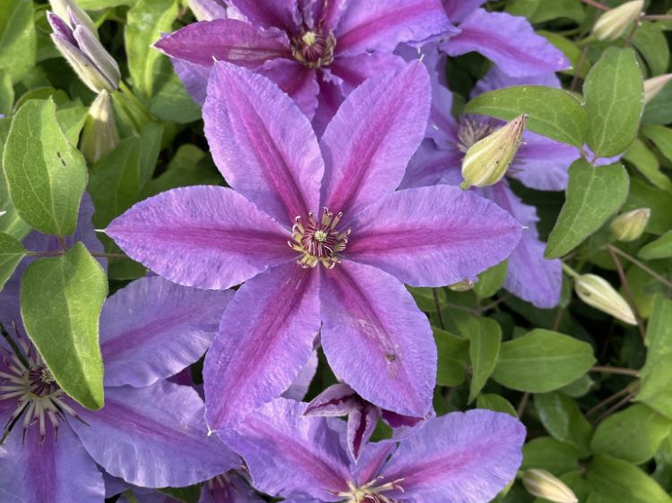 Tumaini™ Clematis (Clematis tumaini) - 1 gallon