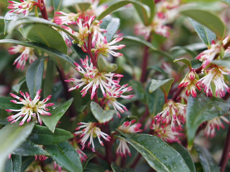 Sweet & Lo™ Fragrant Sweet Box (Sarcococca 'Sweet & Lo') - 2 gallon 12"