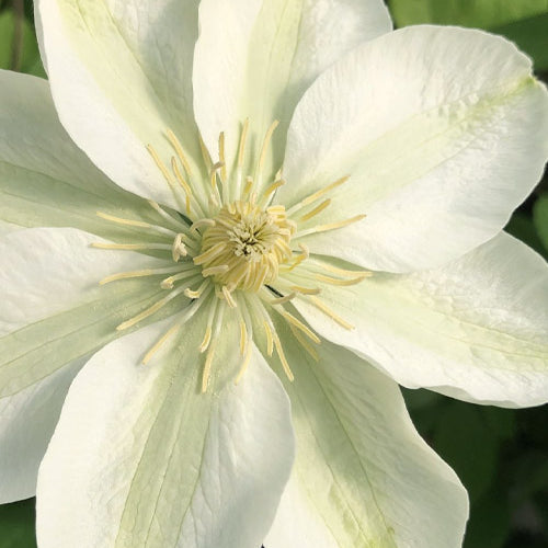 Guernsey Flute™ Clematis (Clematis guernsey 'Flute') - 1 gallon