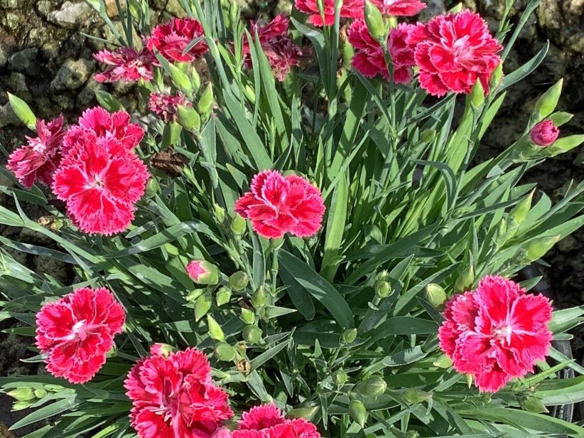 Dianthus Magenta Bicolor Pinks (Dianthus delilah 'Magenta Bicolor') - 1 gallon