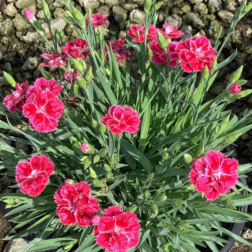 Dianthus Magenta Bicolor Pinks (Dianthus delilah 'Magenta Bicolor') - 1 gallon