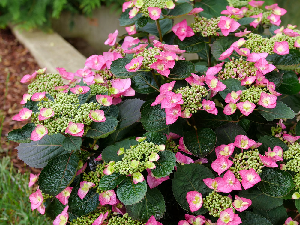 Tuff Stuff Top Fun® Reblooming Mountain Hydrangea (Hydrangea 'S Tuff Stuff Top Fun') - 3 gallon