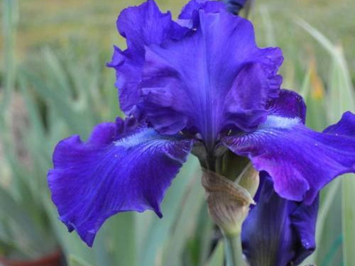 Dashing Reblooming German Iris (Iris germanica 'Dashing') - 1 gallon