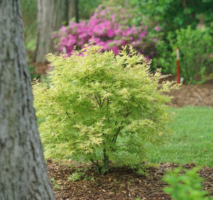 Metamorphosa® Japanese Maple (Acer palmatum 'Metamorphosa') - 3 gallon